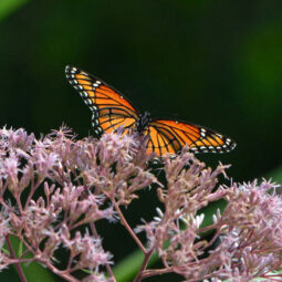 Butterfly-on-Joe-Pye-Weed-in-West-Island-Garden-by-Jonah-Holland-600