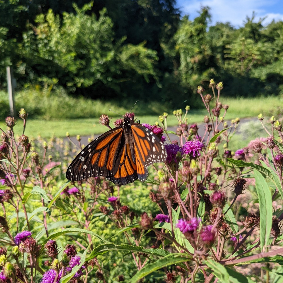 Butterfly in Native Plant Garden