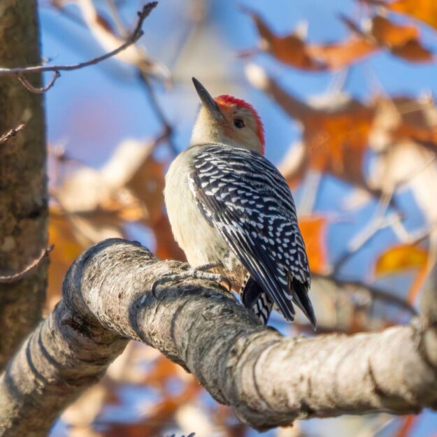 A photo of a red-bellied woodpecker