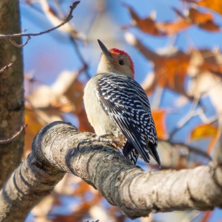 A photo of a red-bellied woodpecker