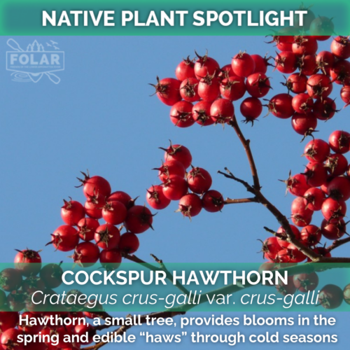 Photo of the Cockspur Hawthorn's red berries in bunches on the tip of a branch. Text overlaid on photo repeats the posted text.