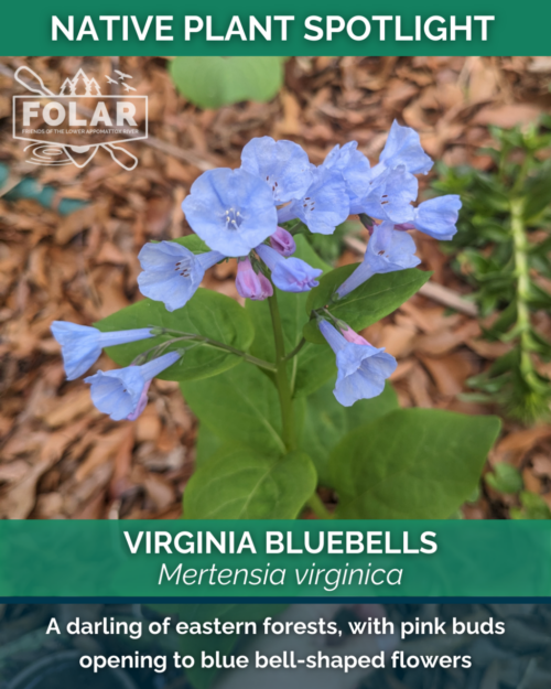 Photo of a small bluebell in bloom: tiny trumpet-like pale blue flowers share a stalk with kelly green leaves that are almost heart-shaped. Text overlaid on photo reads "native plant spotlight; Virginia Bluebells; Mertensia virginica; A darling of eastern forests, with pink buds opening to blue bell-shaped flowers.