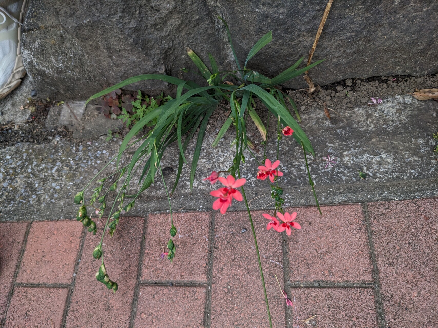 A South African native (Crocosmia crocosmiiflora) making its way in a Japanese alley. 