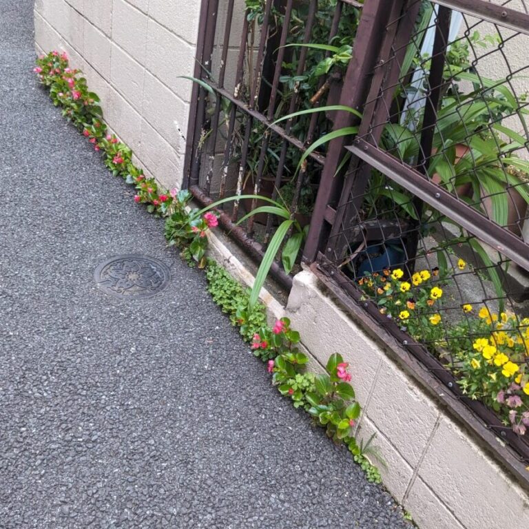 Begonia cucullata from South America expanding the footprint of a tiny Japanese garden space.