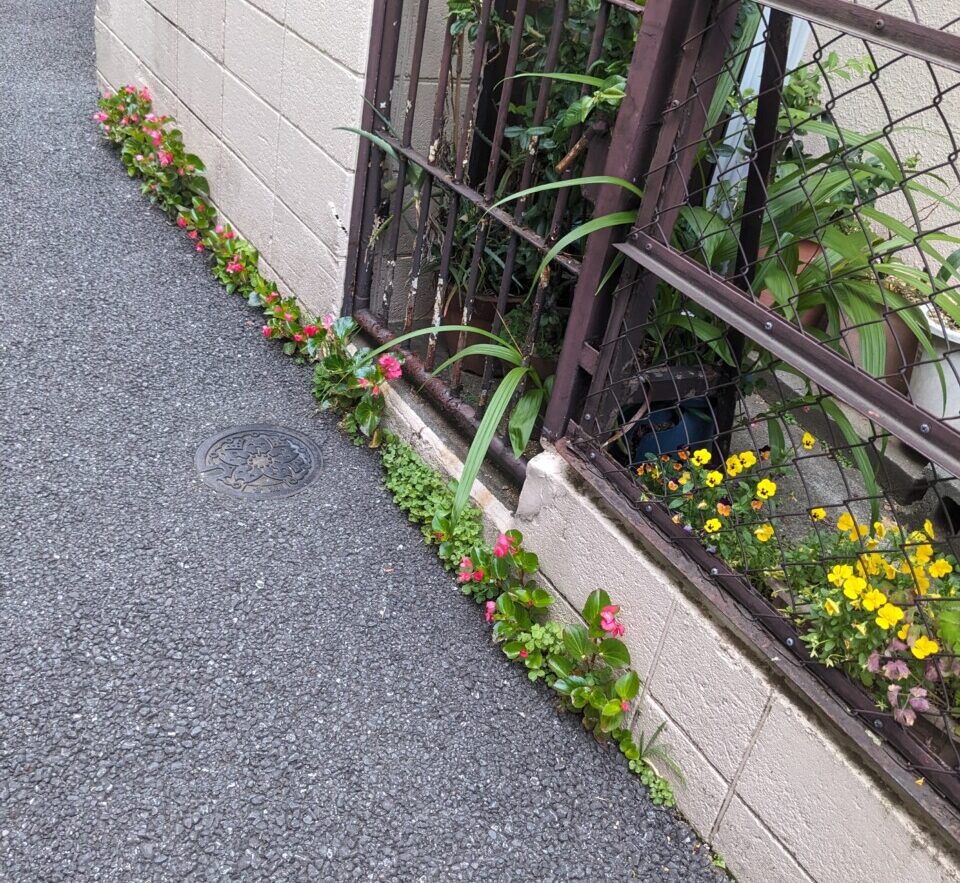 Begonia cucullata from South America expanding the footprint of a tiny Japanese garden space.