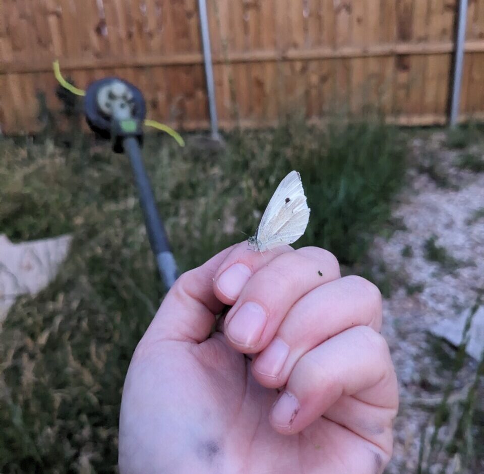 Weed Whacker and cabbage butterfly