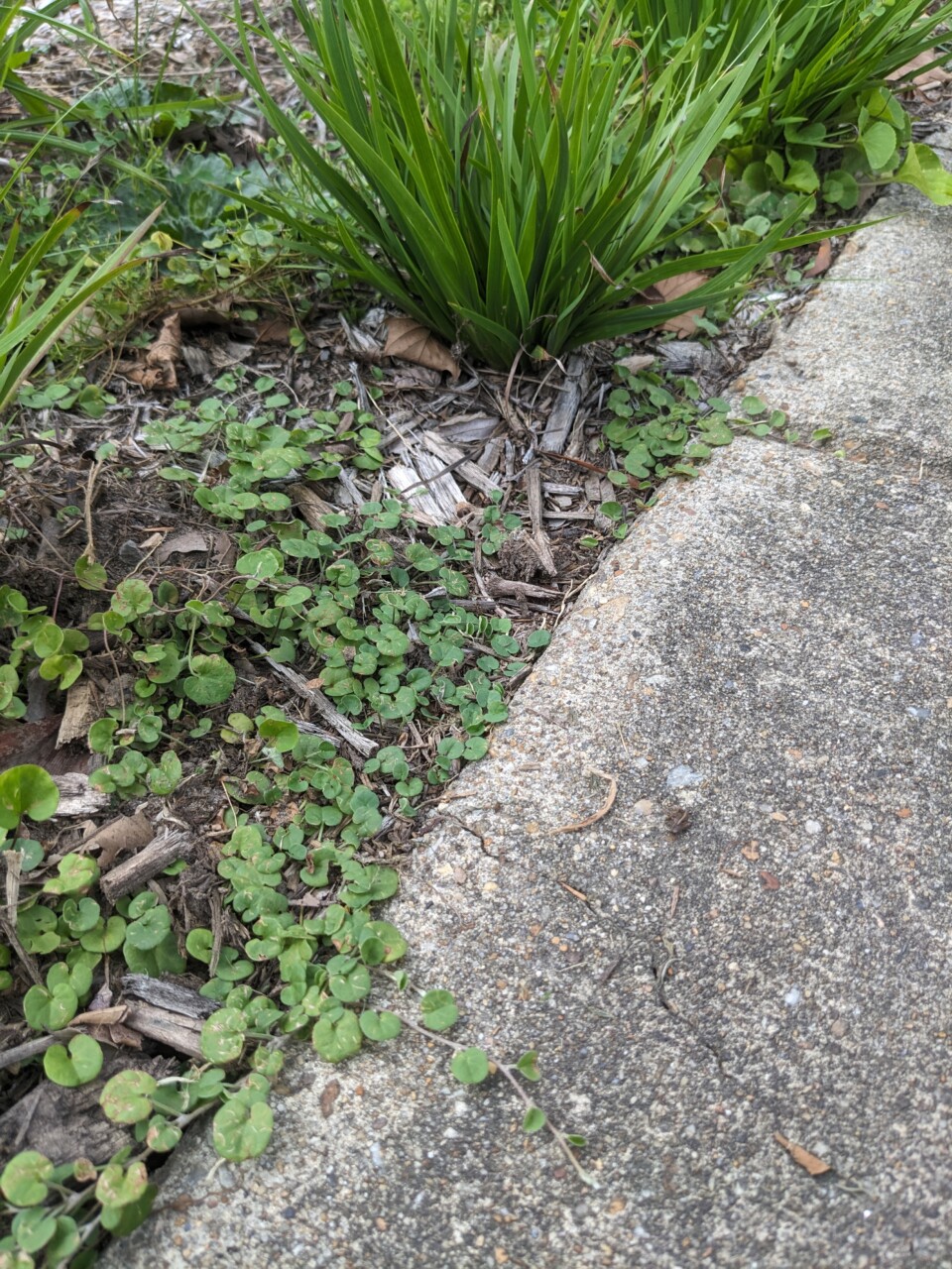 Carolina Ponyfoot (Dichondra carolinensis)
