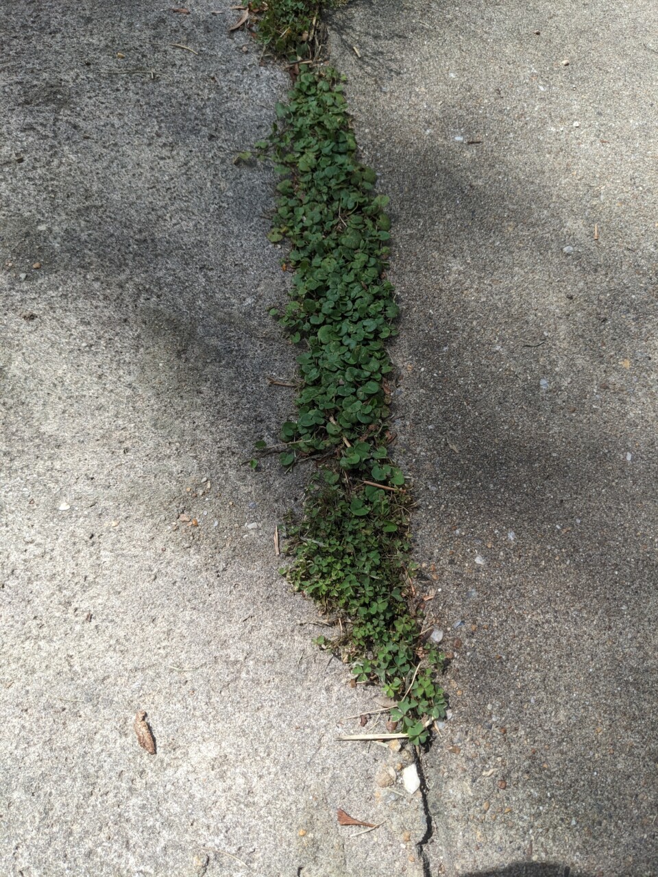 Carolina Ponyfoot (Dichondra carolinensis)