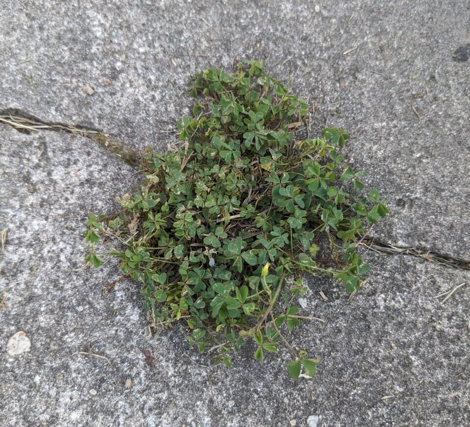 Oxalis stricta in sidewalk crack