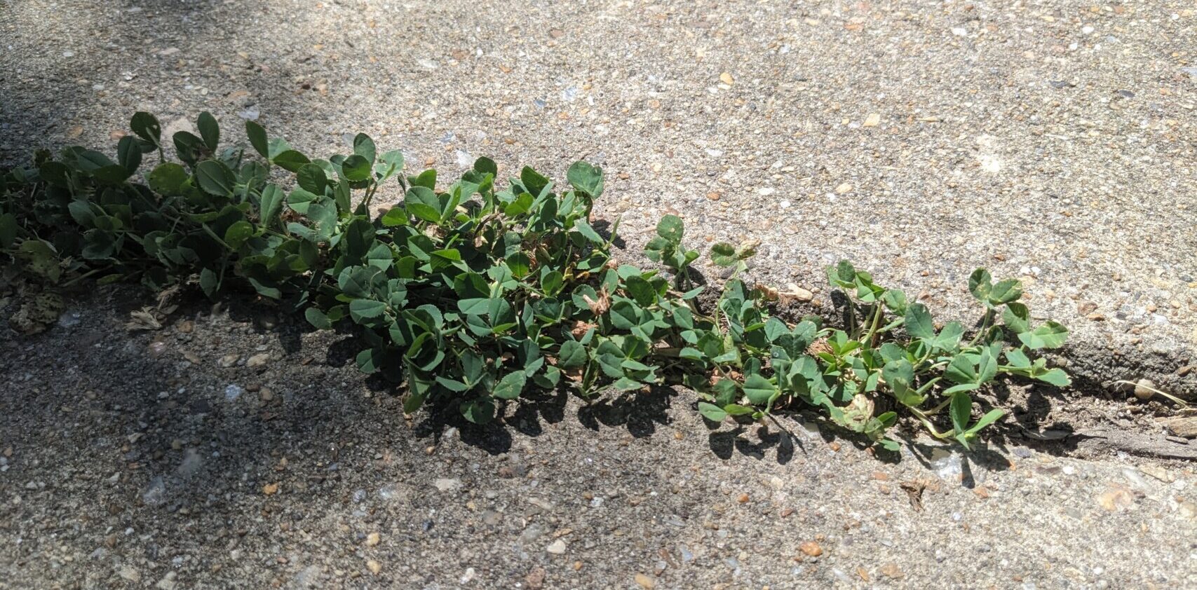 Clover - Trifolium repens - in sidewalk crack