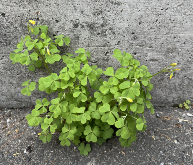 Yellow wood sorrel