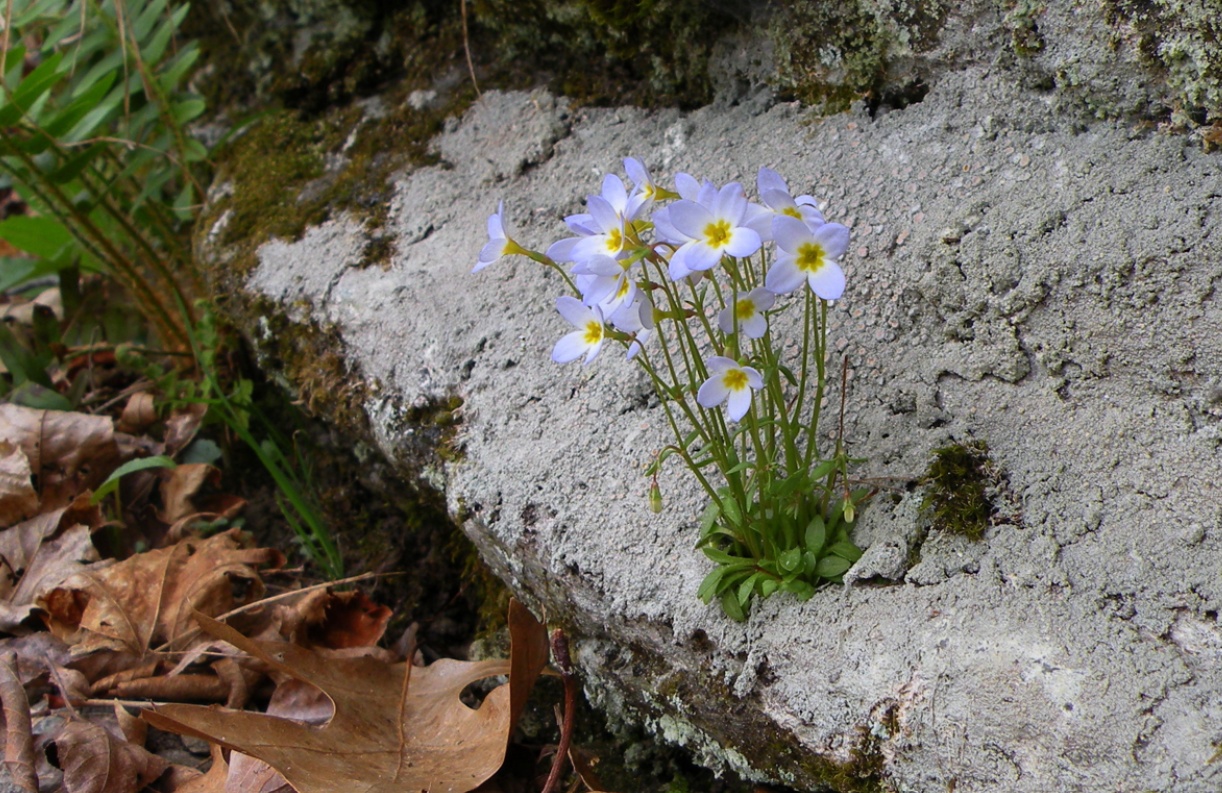 Common Bluet; Houstonia caerulea